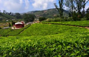 Você conhece o turismo cafeeiro?