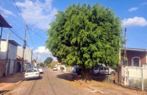Requerimento de Paulinho Picolé solicita a poda urgente de árvore na Rua Afonso Pena