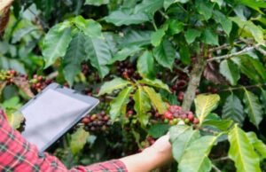 Inteligência artificial tem ajudado produtores agrícolas
