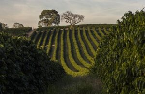 “Gerações” é reconhecido pelo Ministério da Agricultura e Pecuária