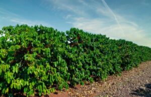 Clima se torna desafio para produção do café cereja descascado