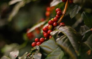 Produção mundial de café estimada em 174,9 mi de sacas