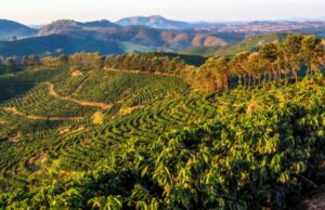 Brasil é classificado como risco médio de desmatamento no EUDR