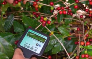Colheita de café: volume chega a 17,8% na área de ação da Cooxupé