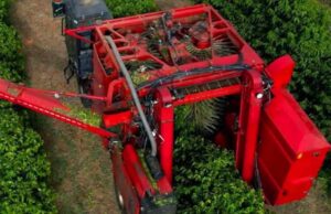 Colheita de café avança para 49,3% na área da Cooxupé
