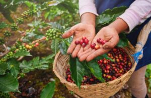 O que é o Código de Referência de Sustentabilidade do Café?