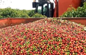 Colheita de café alcança 59% na área da Cooxupé