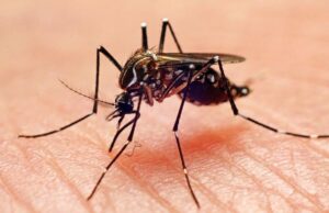 Combate à dengue: fábrica em Curitiba beneficiará 140 milhões de pessoas