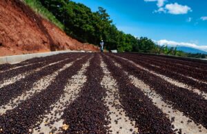 Exportadores descartam ruptura no fornecimento de café aos EUA