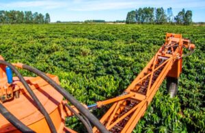 Colheita na área de atuação da Cooxupé chega a 86,1%