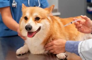 Vereador solicita vacinação gratuita para cães em Monte Santo