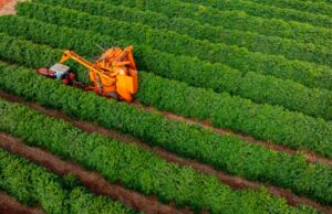Colheita de café na área da Cooxupé está praticamente concluída