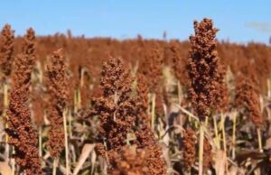 Cultura do sorgo ganha espaço pela versatilidade e tolerância ao clima