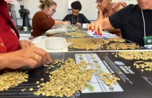 Curso gratuito ensina classificação e degustação de cafés