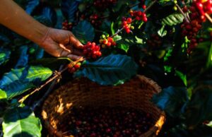 Cafés sustentáveis guiam produtores do Especialíssimo
