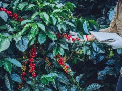 Congresso Brasileiro de Pesquisas Cafeeiras tem recorde de estudos