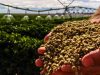 Especialistas debatem clima e irrigação na cafeicultura
