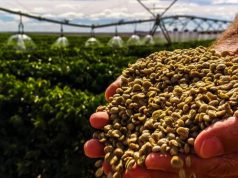 Especialistas debatem clima e irrigação na cafeicultura