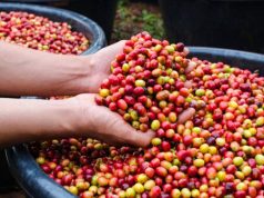 Qual a importância do café para a economia brasileira?