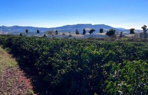 Cooxupé marca presença na Semana Internacional do Café 2025