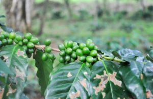 Doenças de importância econômica que atacam plantas de café