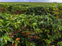 Agricultura regenerativa no café pode reduzir ataques de pragas em 30%