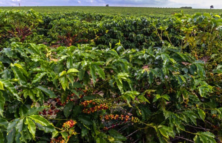 Agricultura regenerativa no café pode reduzir ataques de pragas em 30%