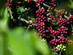 Produção de café deve alcançar 66,2 milhões de sacas em 2026