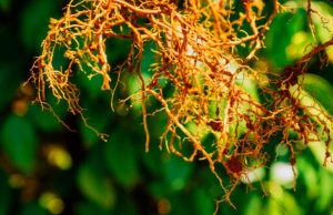Saiba tudo sobre o manejo de nematoides no cafeeiro