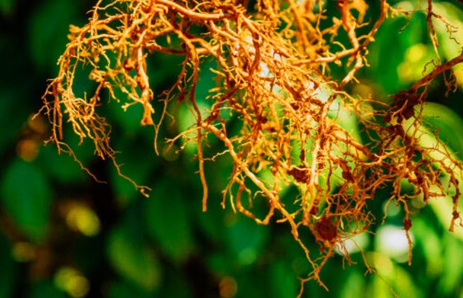 Saiba tudo sobre o manejo de nematoides no cafeeiro