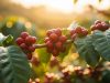 Momento atual da cafeicultura requer análises cuidadosas