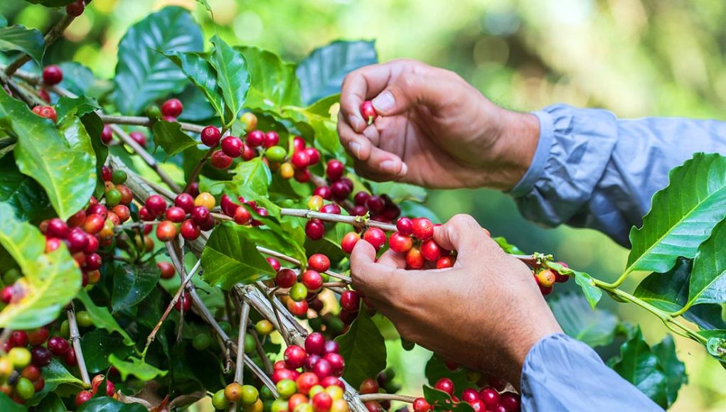 Aplicação de maturadores em pré-colheita na cultura do café