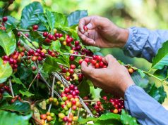 Aplicação de maturadores em pré-colheita na cultura do café