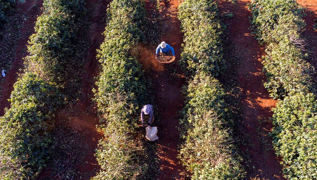 Série reforça trabalho sustentável na cafeicultura com foco em prevenção e gestão de riscos