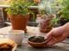 Café pode ajudar a afastar mosquitos com solução simples