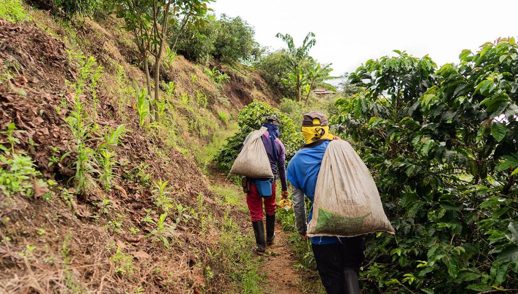 Fiscalizações e pressão ESG ampliam alerta sobre trabalho escravo no agro