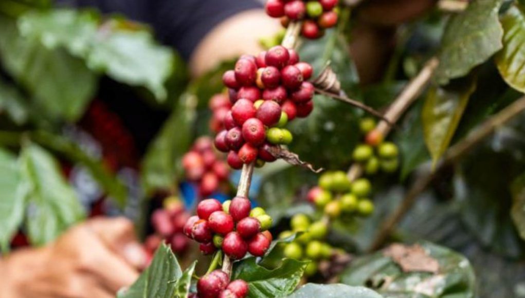Produção de café deve atingir 66,7 milhões de sacas na safra 2026, com alta de 18%