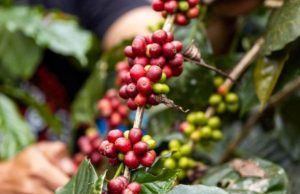 Produção de café deve atingir 66,7 milhões de sacas na safra 2026, com alta de 18%