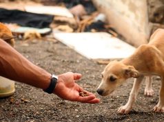 Proteção animal em pauta em Monte Santo de Minas