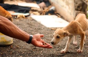 Proteção animal em pauta em Monte Santo de Minas