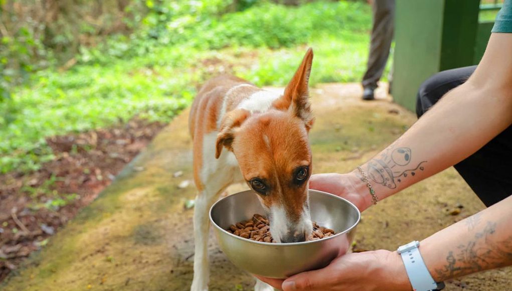 Causa animal ganha força em Monte Santo de Minas