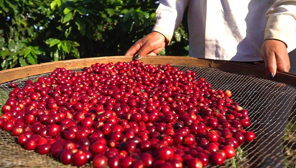 Cafeicultura avança em boas práticas e ganha mercados