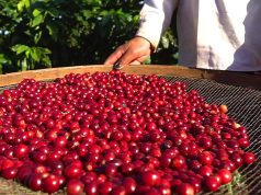 Cafeicultura avança em boas práticas e ganha mercados