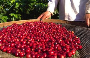 Cafeicultura avança em boas práticas e ganha mercados