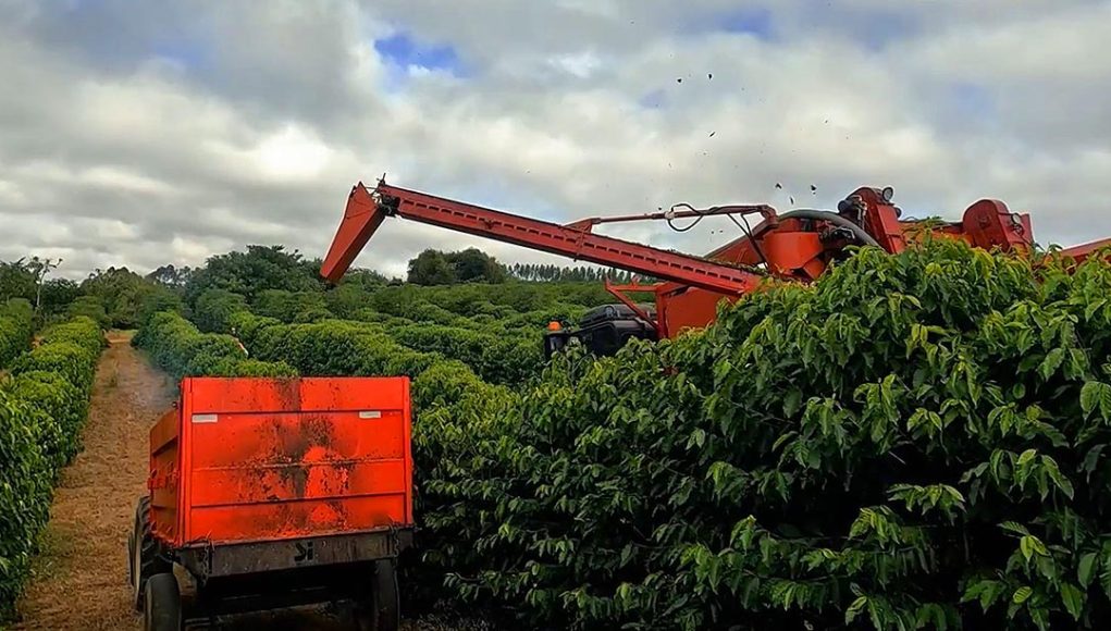 Colheita de café alcança 12% na área de atuação da Cooxupé