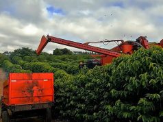Colheita de café alcança 12% na área de atuação da Cooxupé