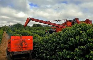 Colheita de café alcança 12% na área de atuação da Cooxupé