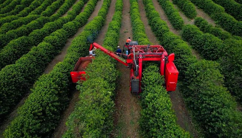 Colheita de café avança na área de atuação da Cooxupé
