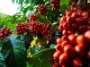 Como funciona um dia de colheita de café nas lavouras?