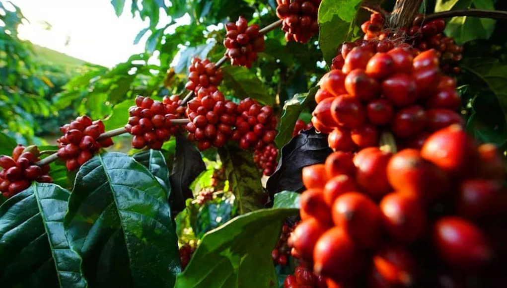 Como funciona um dia de colheita de café nas lavouras?